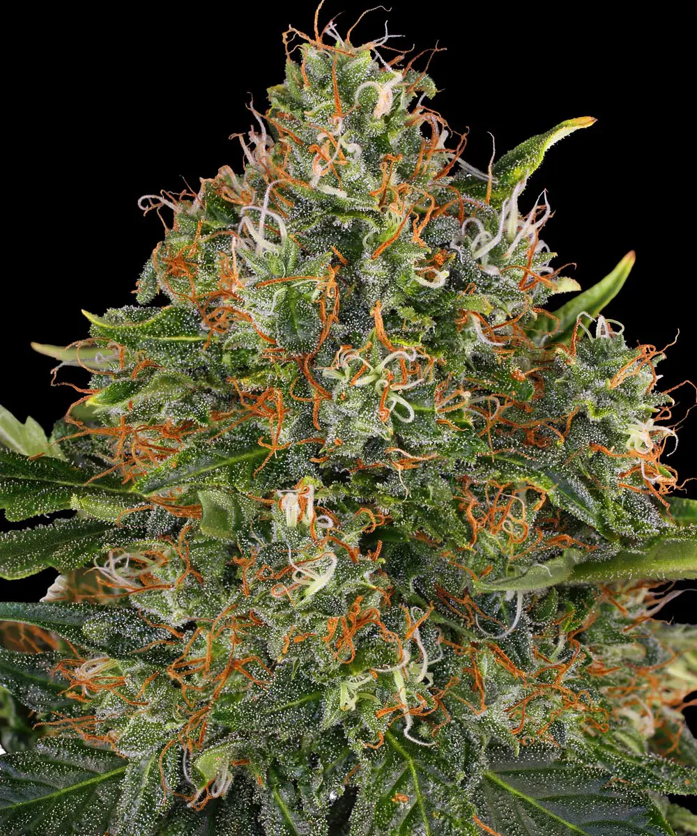 Barneys Farm G13 Haze Regular 5er Packung + 5er Gift Pack gratis dazu – Bild 2