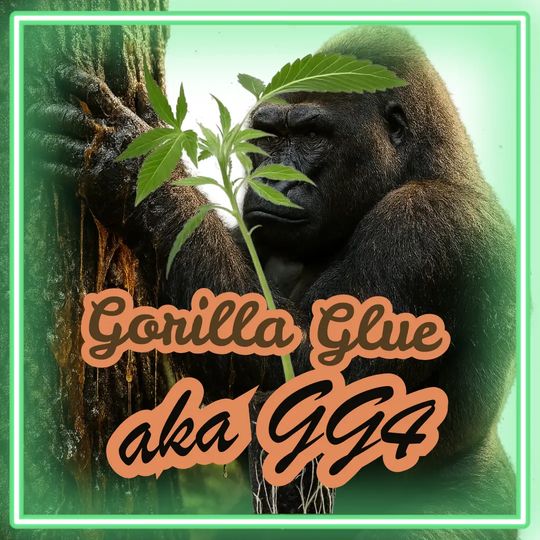 Gorilla Glue GG4 Cannabis Stecklinge Hanfsteckling