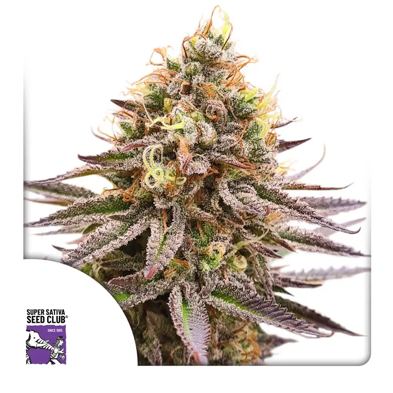 Gorilla Super Glue Super Sativa Seed Club