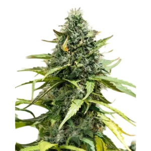 Gorilla XL Auto