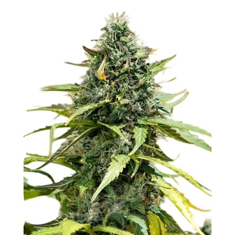 Gorilla XL Auto 800