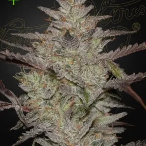 Green House Seed Co. Alienz Auto 3er Pack