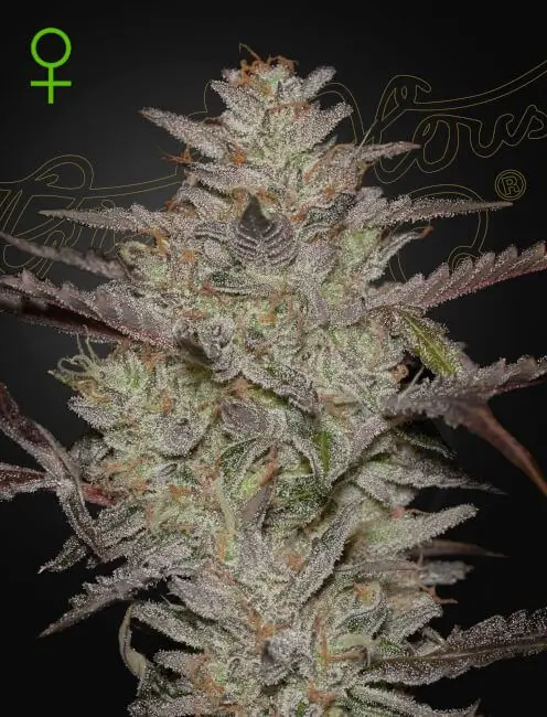 Green House Seed Co. Alienz Auto 3er Pack