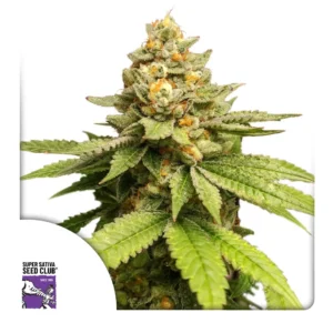 Dutch Passion Green Papaya – 3 Samen