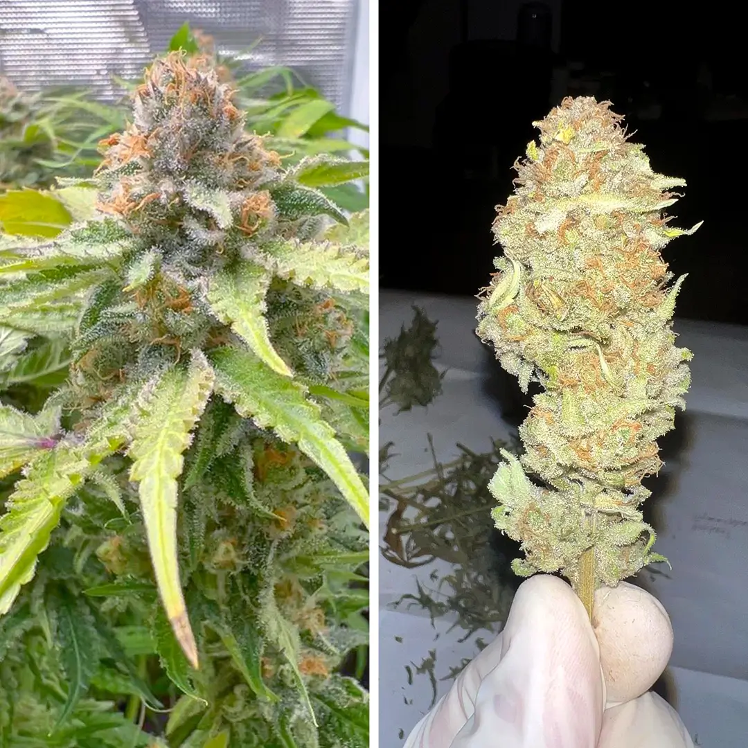 Green Papaya SSSC frosty flower and resin bud