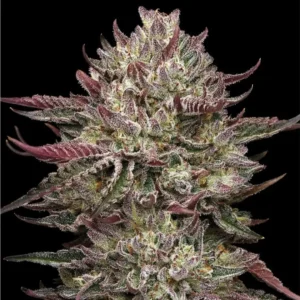 Humboldt Seed Co. Chicken n‘ Wafflez – 3 Samen