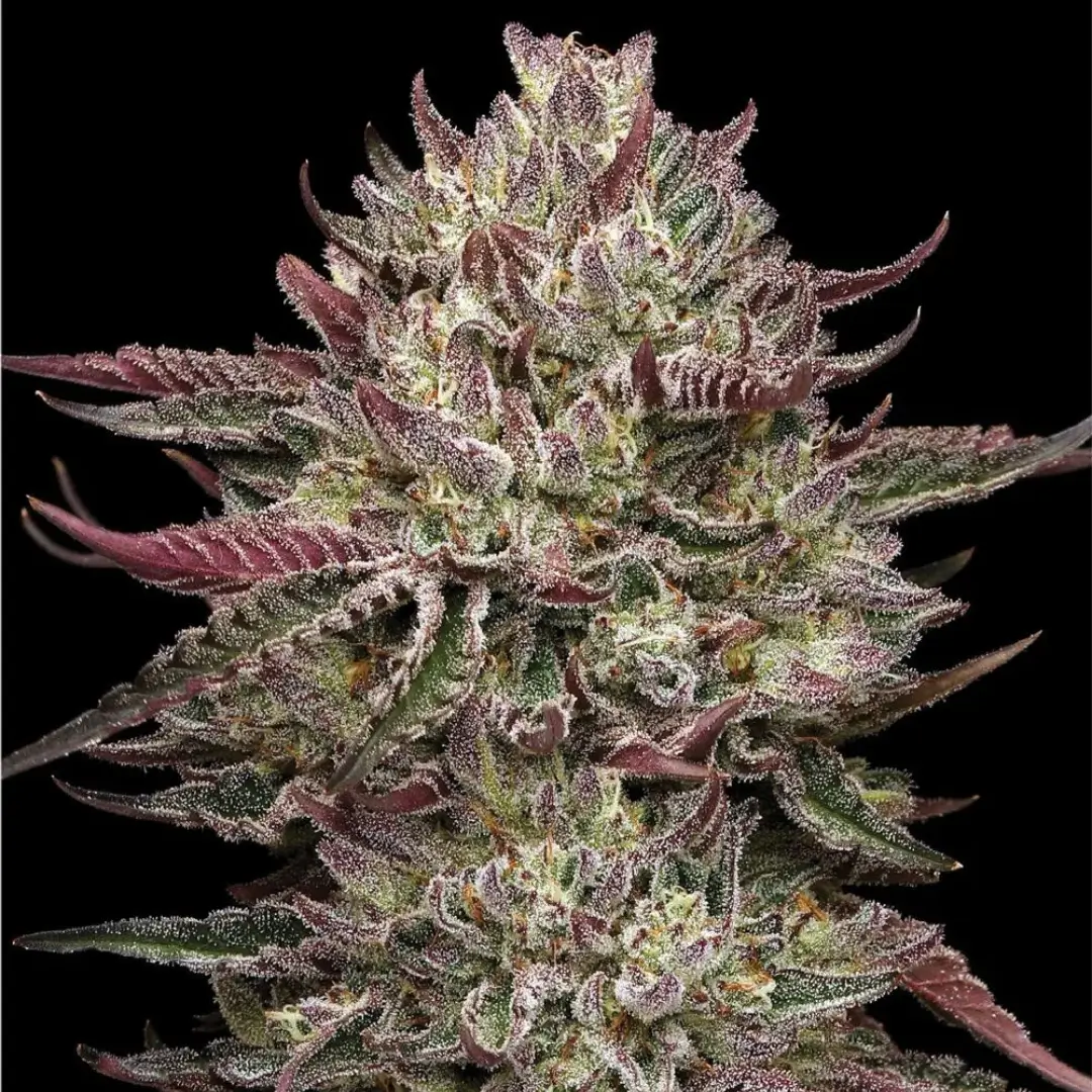 Humboldt Seed Co Chicken n Wafflez