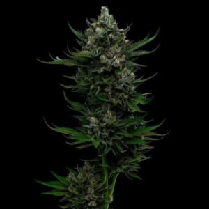 Humboldt Seed Co. All Gas OG Auto – 3 Samen