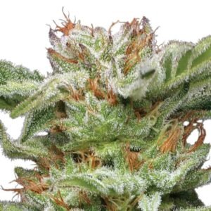 Humboldt Seed Co. Blueberry Muffin – 3 Samen