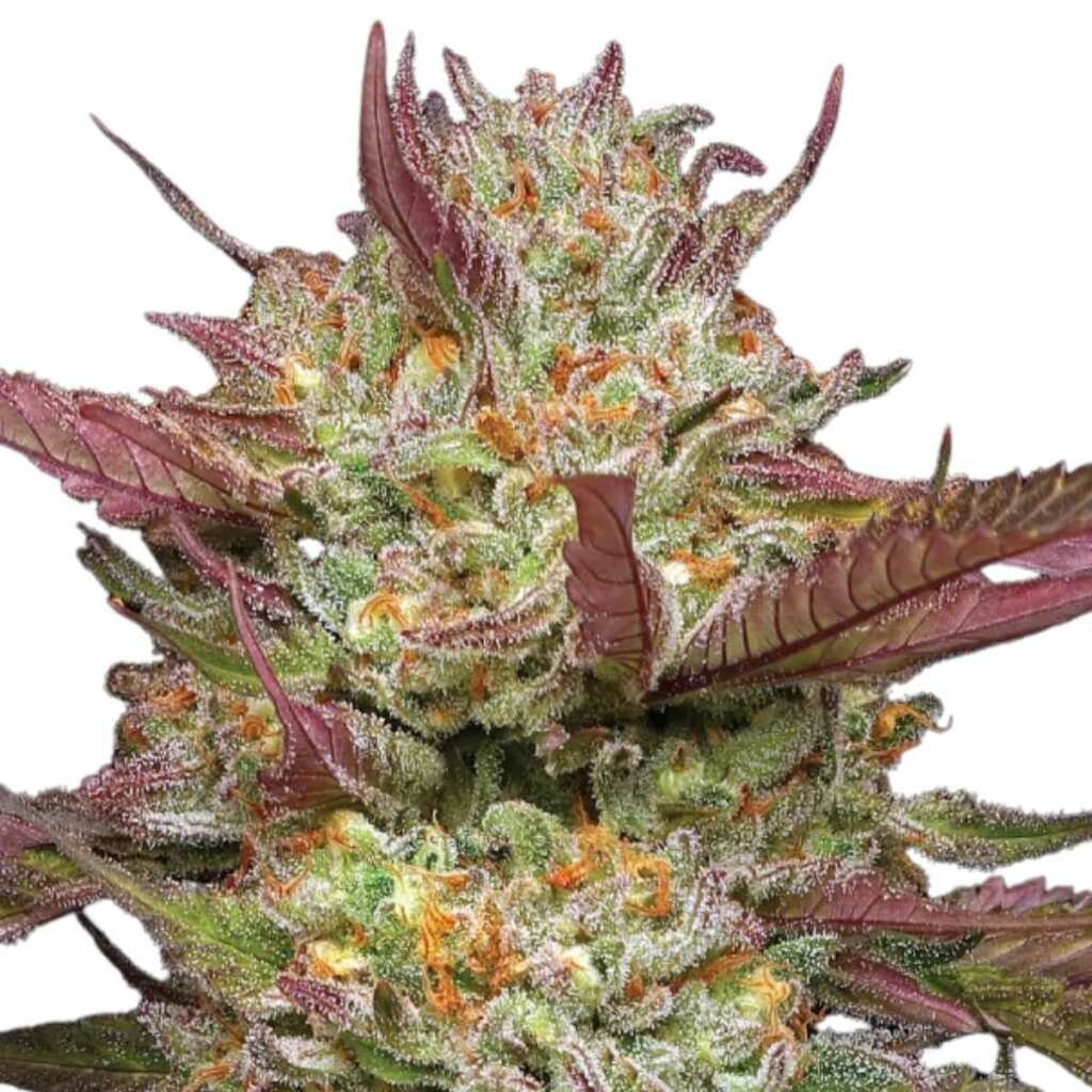 Humboldt Seed Co. Blueberry Pancake