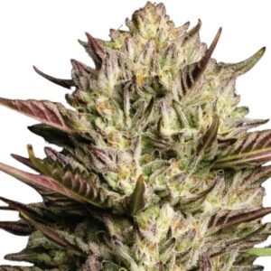 Humboldt Seed Co. California Octane – 3 Samen