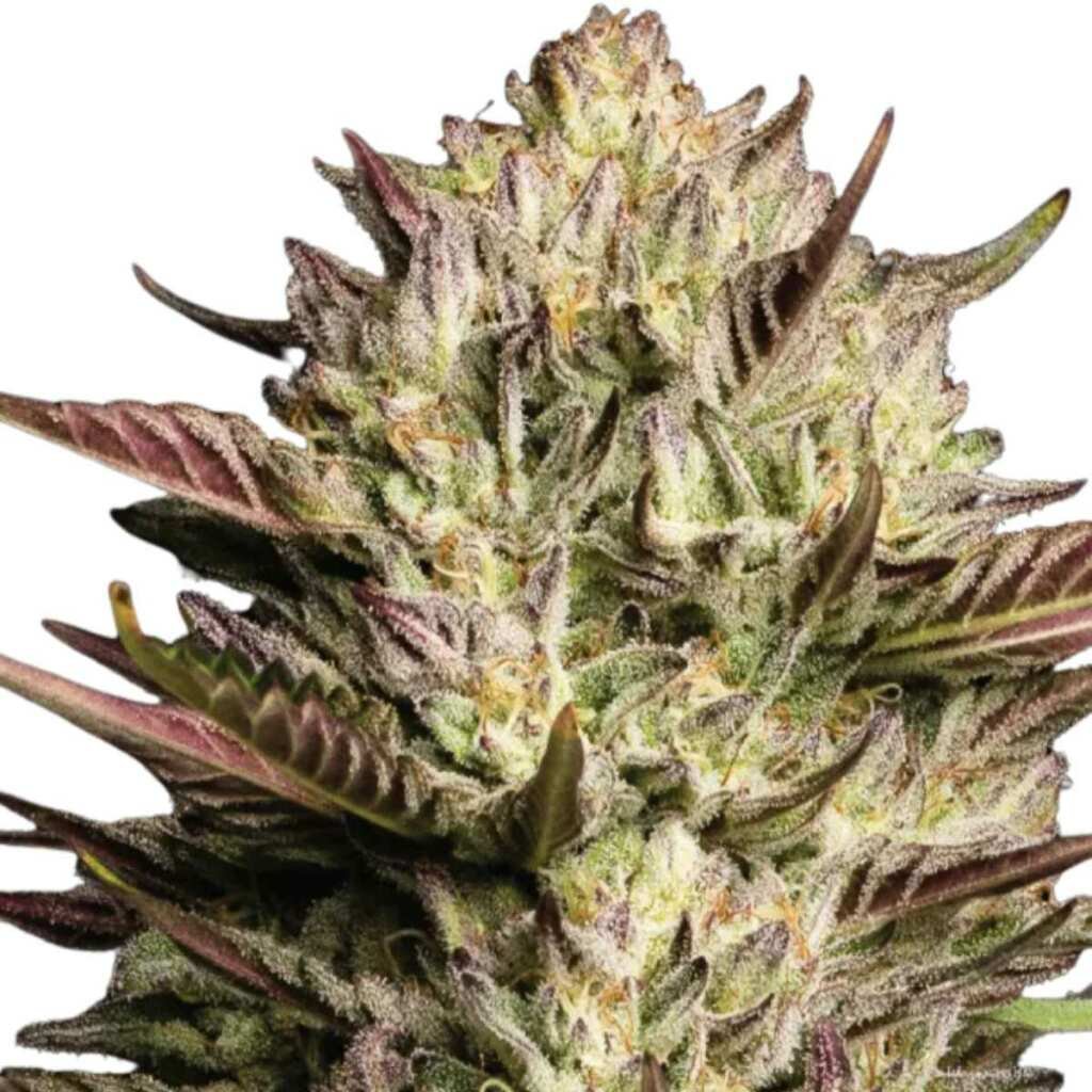 Humboldt Seed Co. California Octane