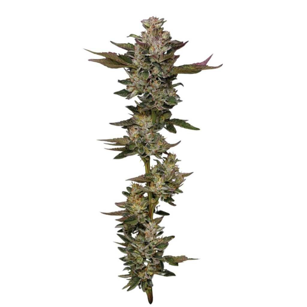 Humboldt Seed Co. Donutz 2