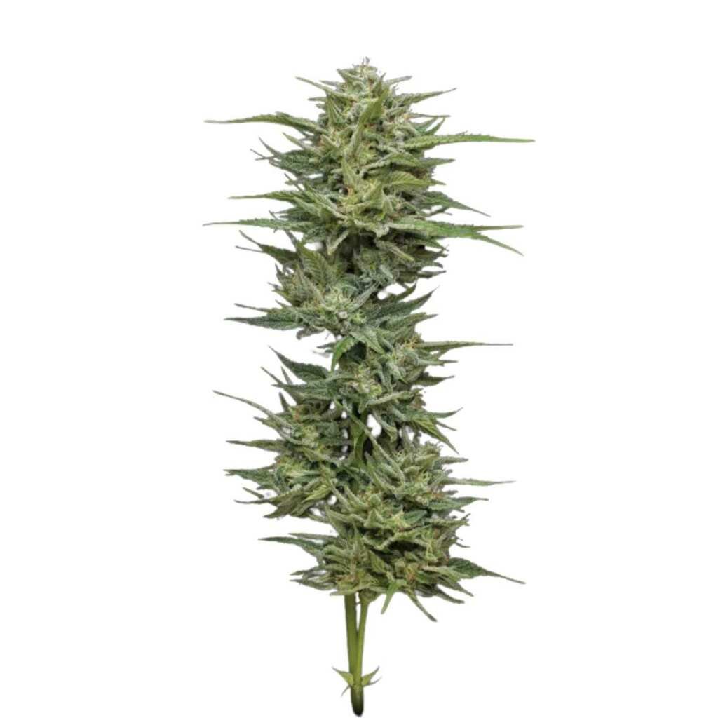 Humboldt Seed Co. Hella Jelly 2