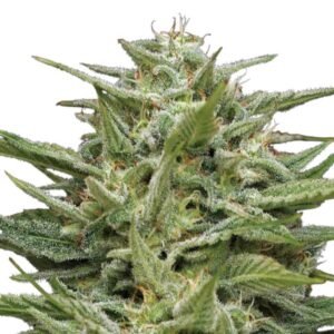 Humboldt Seed Co. Hella Jelly – 3 Samen