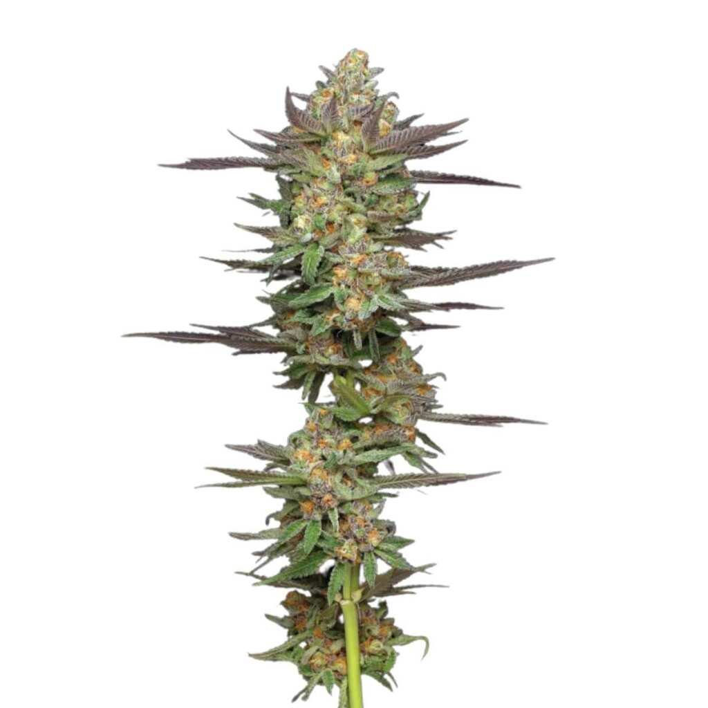 Humboldt Seed Co. Mint Jelly Auto 2
