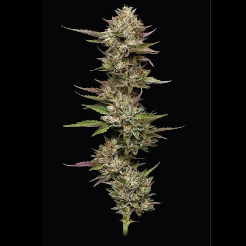 Humboldt Seed Co. Moon Fog 2