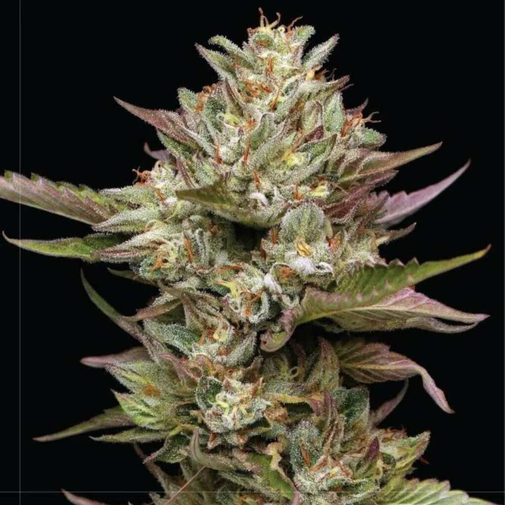 Humboldt Seed Co. Moon Fog