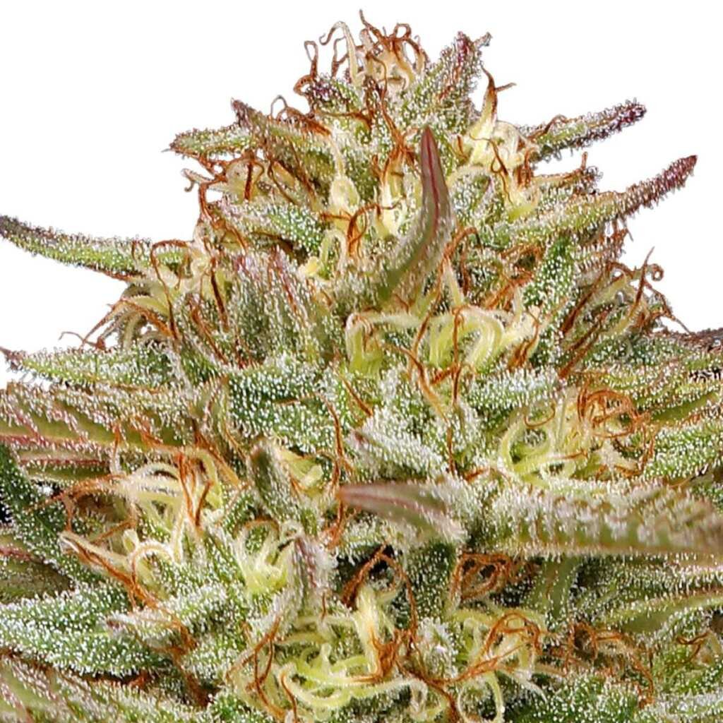 Humboldt Seed Co. Orange Creampop