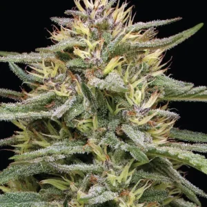 Humboldt Seed Co. Raspberry Parfait – 3 Samen