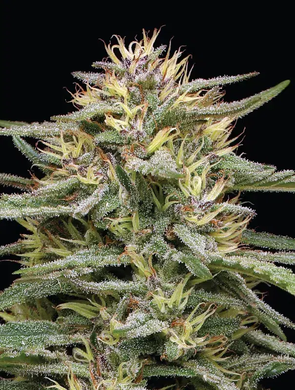 Humboldt Seed Co. Raspberry Parfait