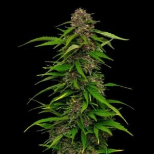 Humboldt Seed Co. Squirt Auto – 3 Samen
