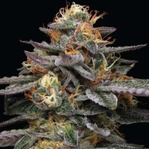 Humboldt Seed Co. Vanilla Frosting – 3 Samen