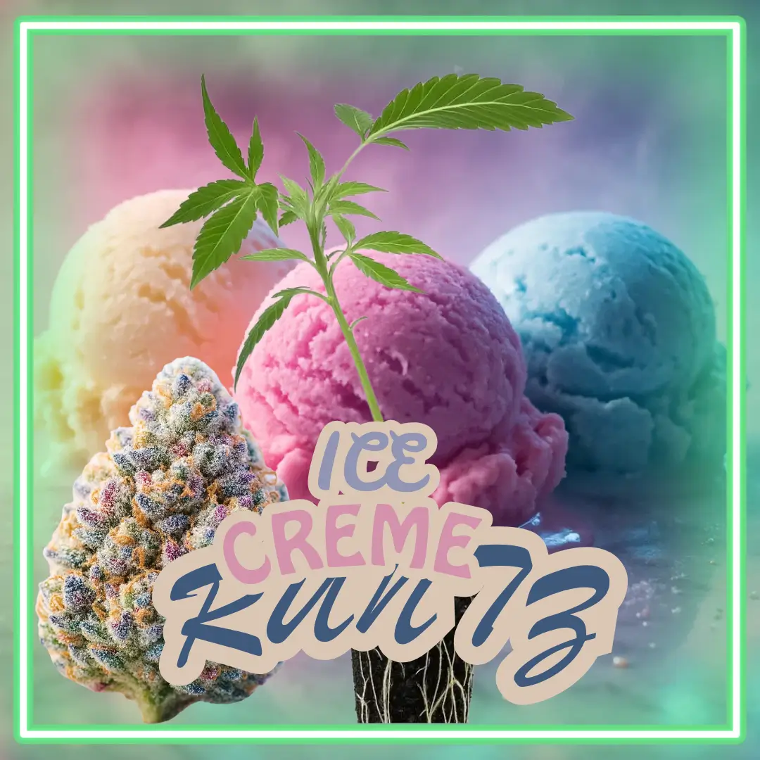 Ice Cream Runtz Stecklinge