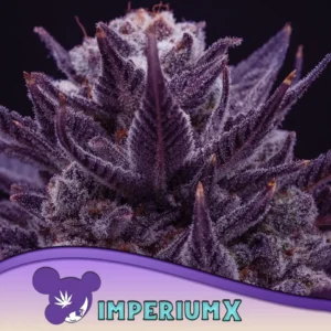 Anesia Seeds IMPERIUM X – 3 Samen
