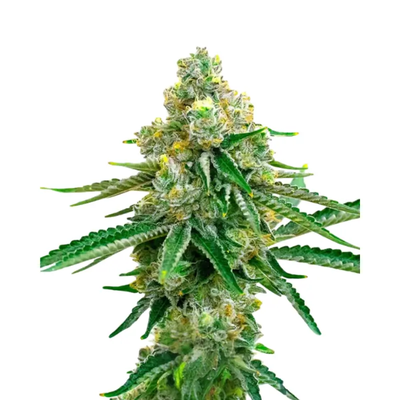 Jack Herer Auto 800