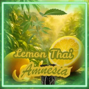 Lemon Thai Amnesia – 6 Stück