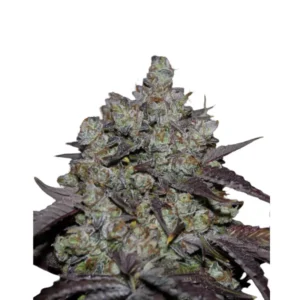 Lemon x Zkittlez x Domina
