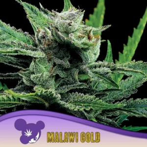 Anesia Seeds Malawi Gold – 3 Samen