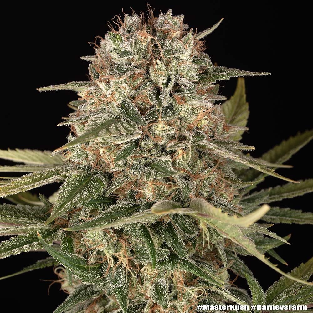 Barneys Farm Master Kush Regular 5er Packung + 5er Gift Pack gratis dazu – Bild 4