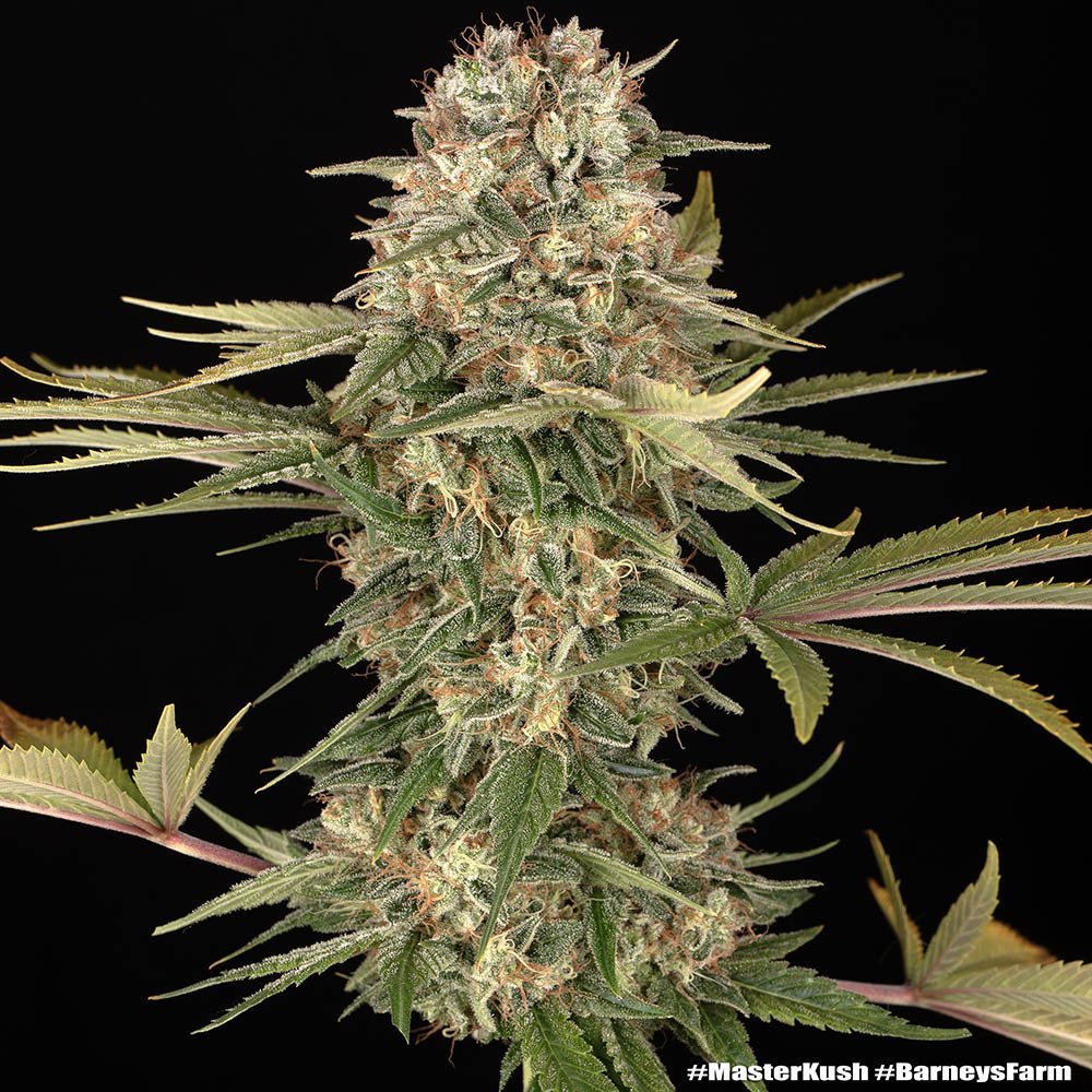Barneys Farm Master Kush Regular 5er Packung + 5er Gift Pack gratis dazu – Bild 3