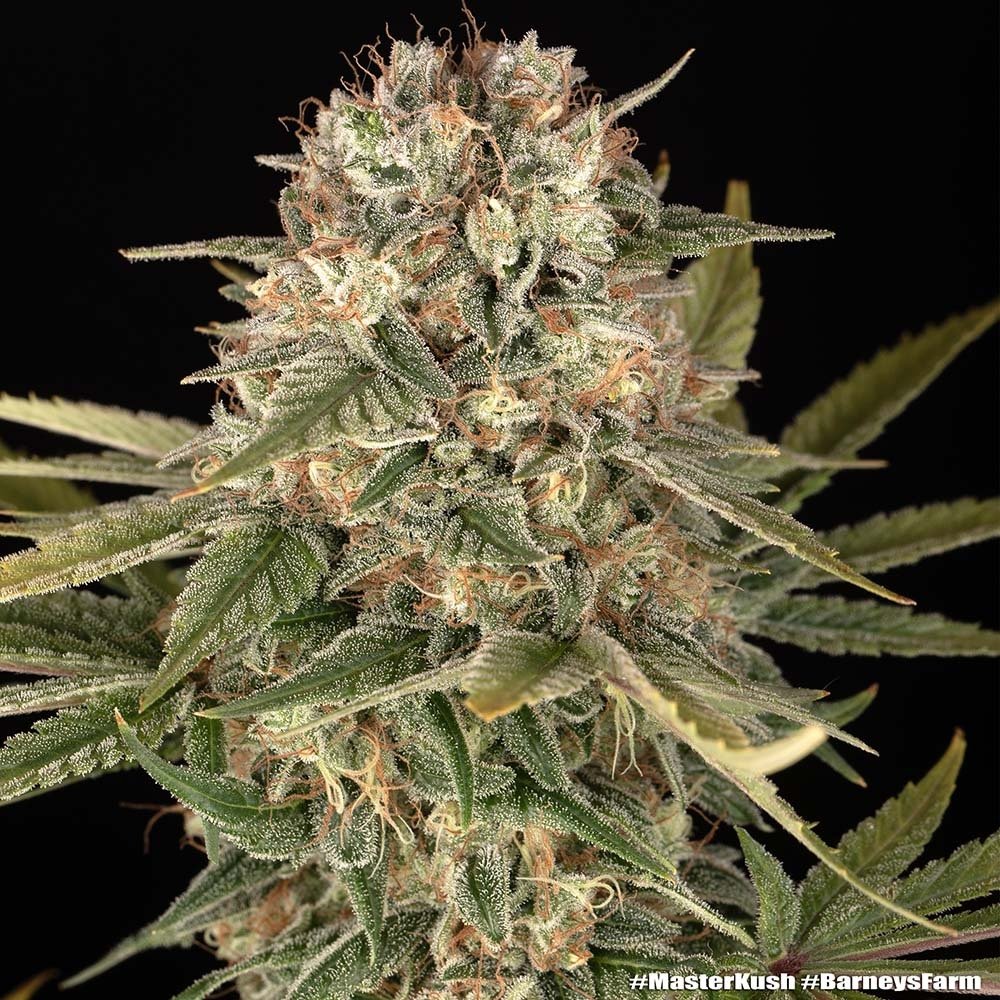 Barneys Farm Master Kush Regular 5er Packung + 5er Gift Pack gratis dazu – Bild 2