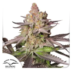 Dutch Passion Melonade Runtz – 3 Samen