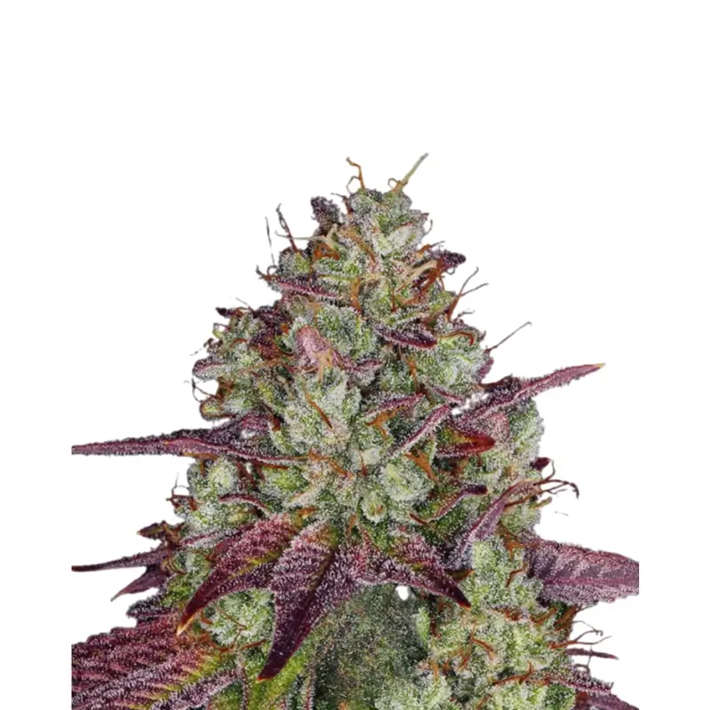 Mimosa 800