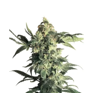Sweedbar Northern Lights