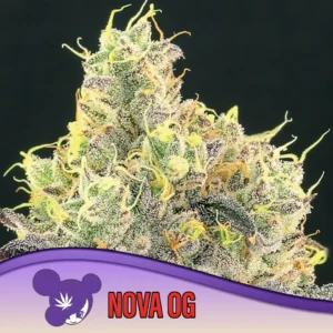 Anesia Seeds Nova OG – 3 Samen
