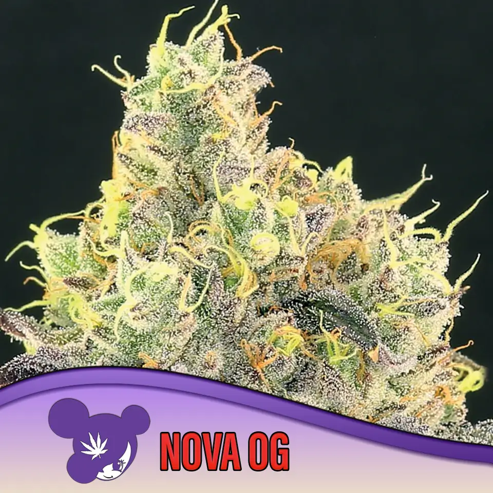 Nova OG 960x960