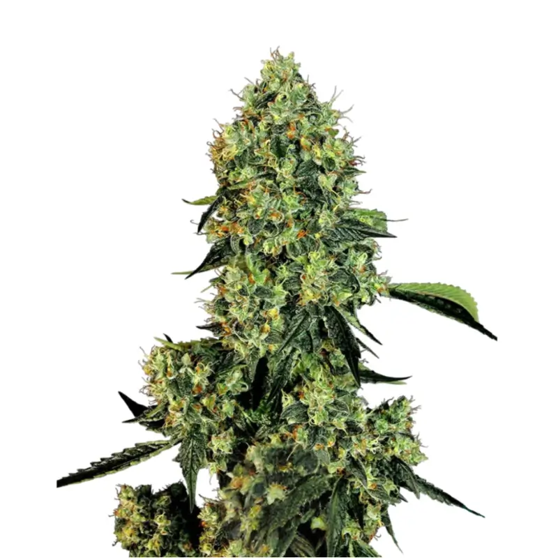 OG Kush Auto 800