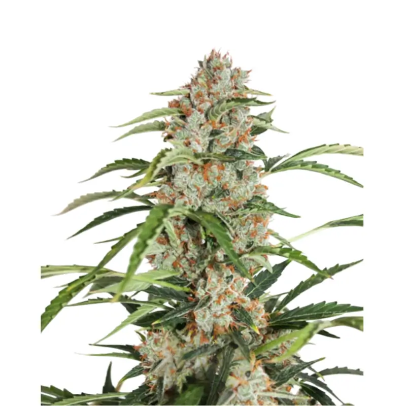 Orange Bud Auto 800