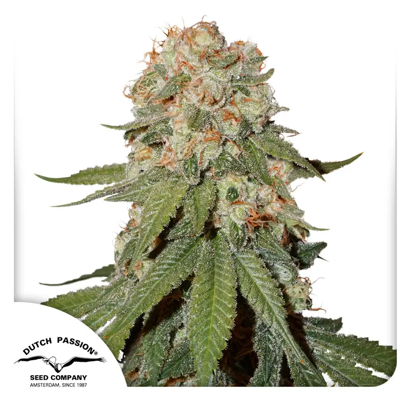 Orange Bud Dutch Passion Seed company