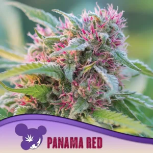 Anesia Seeds Panama Red – 3 Samen