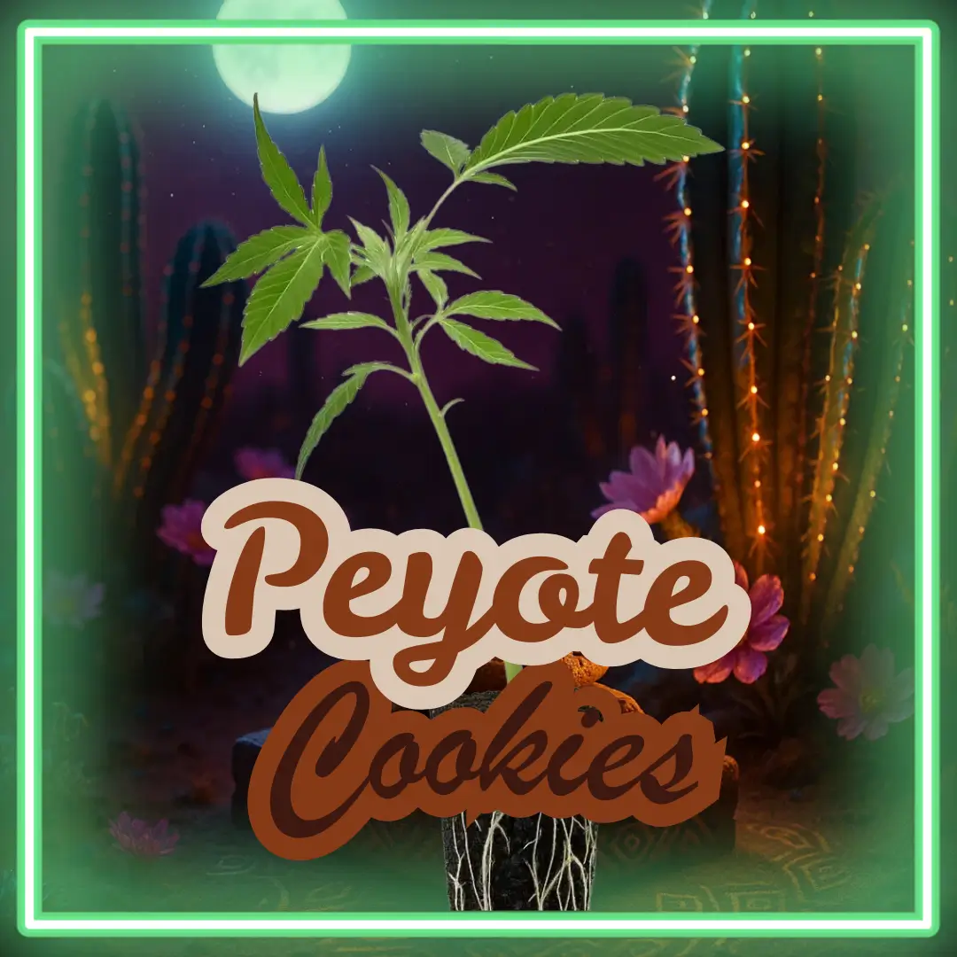 Peyote Cookies Cannabis Stecklinge Hanfsteckling