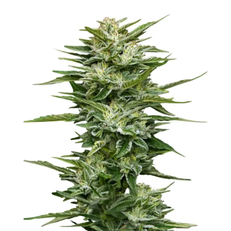 Pineapple 800