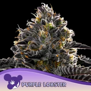Anesia Seeds Purple Lobster – 3 Samen