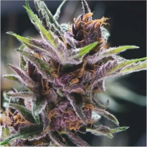 Pyramid Seeds Black Cherry Punch 3er Pack