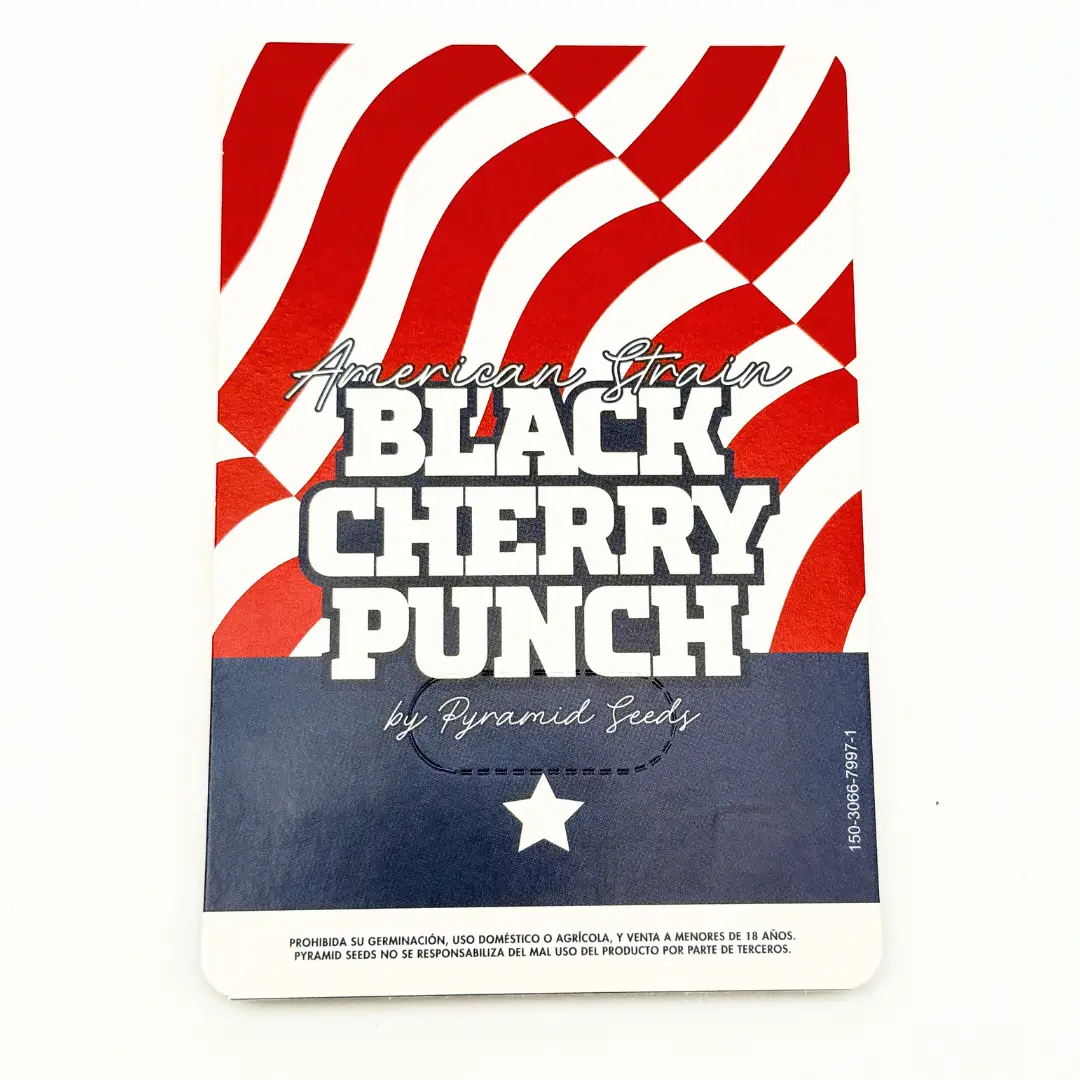 Pyramid Seeds Black Cherry Punch Verpackung hinten